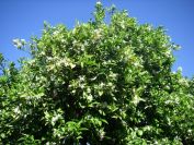 2008-04-01-026-Orange-Blossom