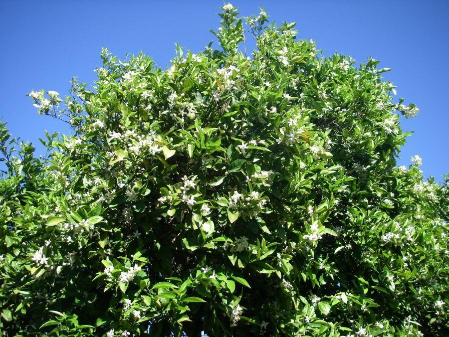 2008-04-01-026-Orange-Blossom