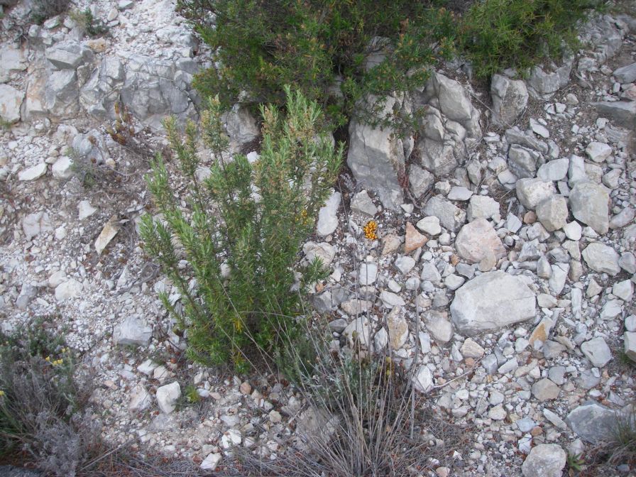 2008-04-04-006-Cytinus-hypocistis