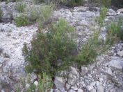 2008-04-04-007-Cytinus-hypocistis