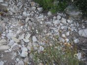 2008-04-04-008-Cytinus-hypocistis