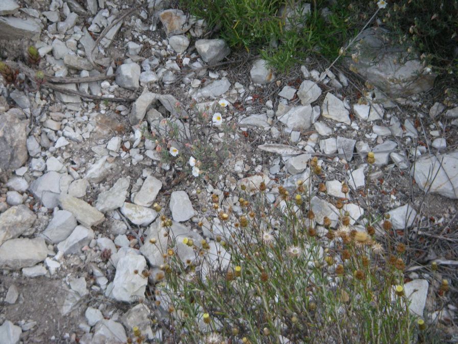 2008-04-04-008-Cytinus-hypocistis