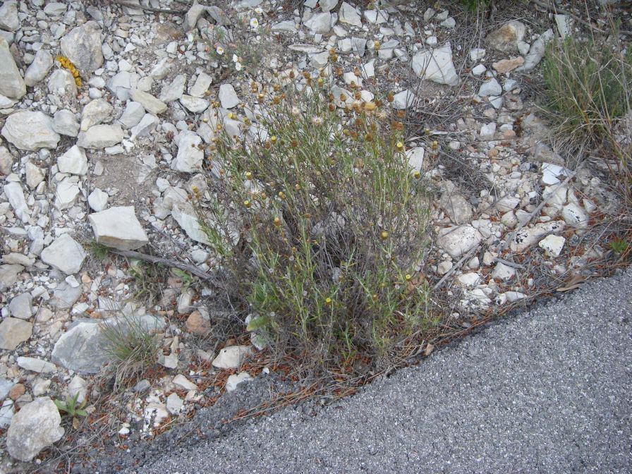 2008-04-04-009-Cytinus-hypocistis