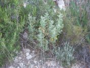 2008-04-04-010-Cytinus-hypocistis