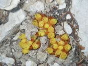 2008-04-04-011-Cytinus-hypocistis