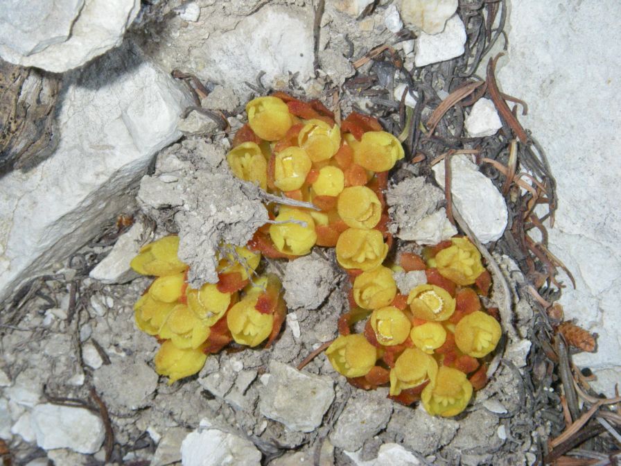 2008-04-04-011-Cytinus-hypocistis