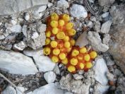 2008-04-04-012-Cytinus-hypocistis