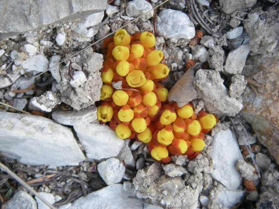 2008-04-04-012-Cytinus-hypocistis