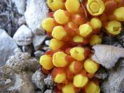 2008-04-04-014-Cytinus-hypocistis