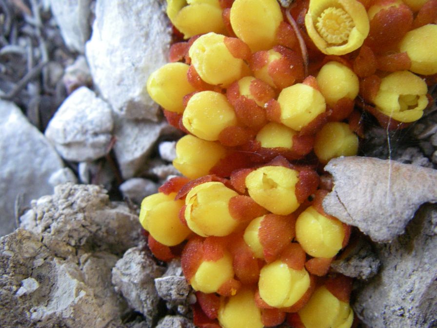 2008-04-04-014-Cytinus-hypocistis