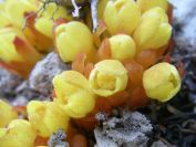 2008-04-04-015-Cytinus-hypocistis
