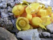 2008-04-04-016-Cytinus-hypocistis