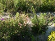 2008-04-04-023-Unknown-pea