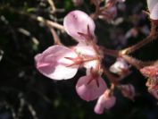 2008-04-04-024-Unknown-pea