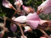 2008-04-04-025-Unknown-pea
