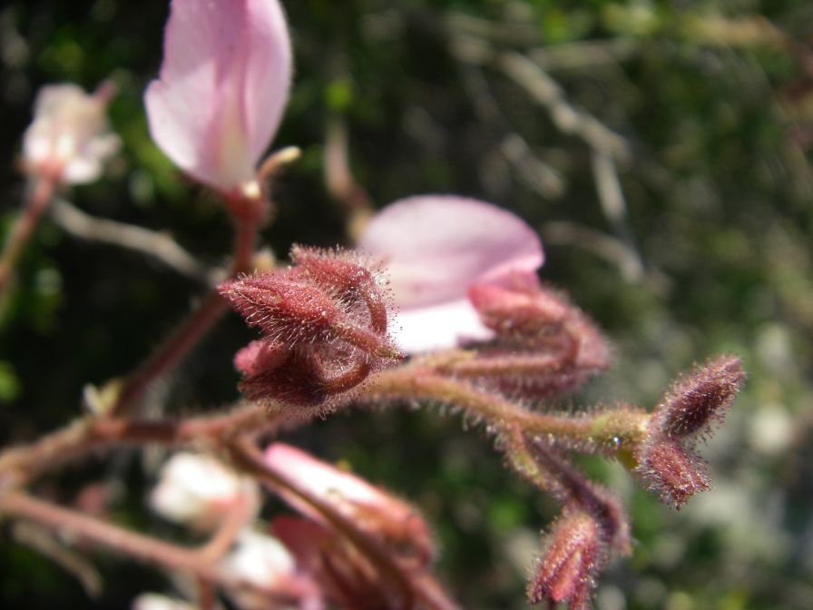 2008-04-04-026-Unknown-pea