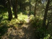2008-04-04-027-Forest-path