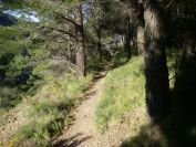 2008-04-04-028-Forest-path