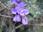 2008-04-04-029-Unknown-blue