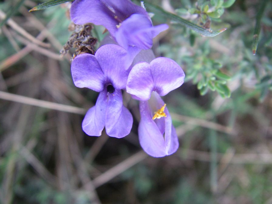 2008-04-04-029-Unknown-blue