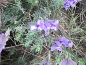 2008-04-04-030-Unknown-blue-leaves