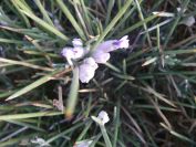 2008-04-04-032-Unknown-blue-2
