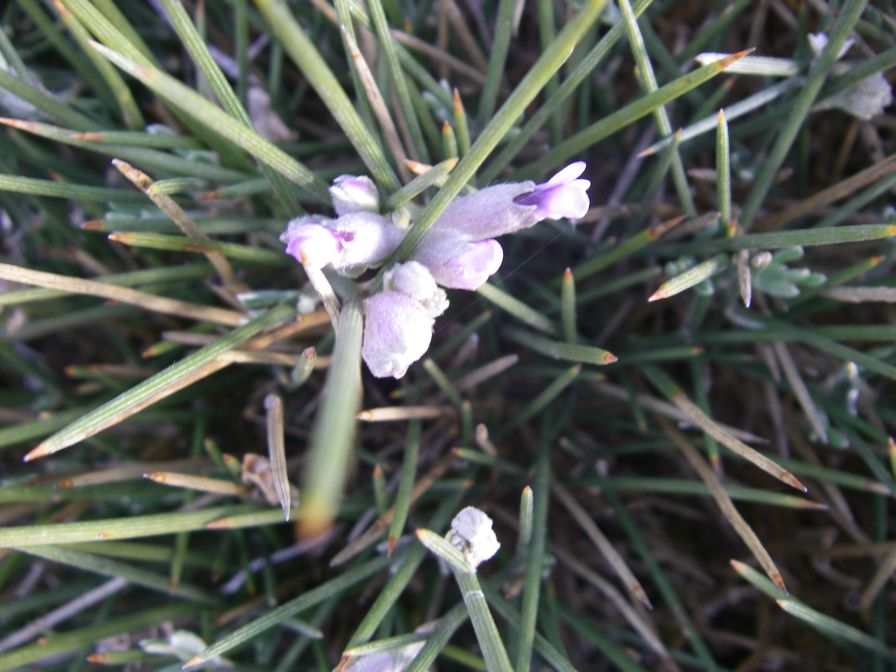 2008-04-04-032-Unknown-blue-2