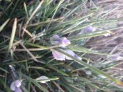 2008-04-04-033-Unknown-blue-2