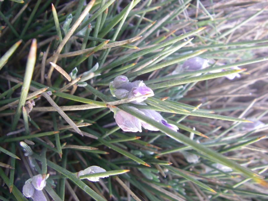 2008-04-04-033-Unknown-blue-2