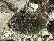 2008-04-04-041-Unknown-blue-2