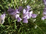 2008-04-04-042-Unknown-blue-2
