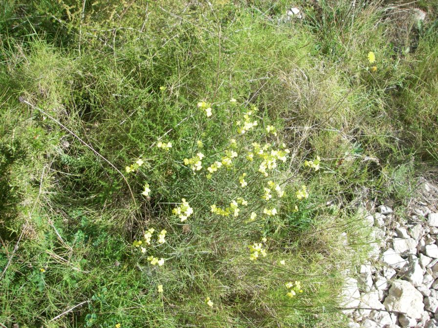 2008-04-04-044-Cabbage-yellow-feathery