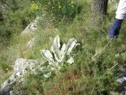 2008-04-04-046-Verbascum