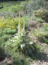 2008-04-04-048-Verbascum