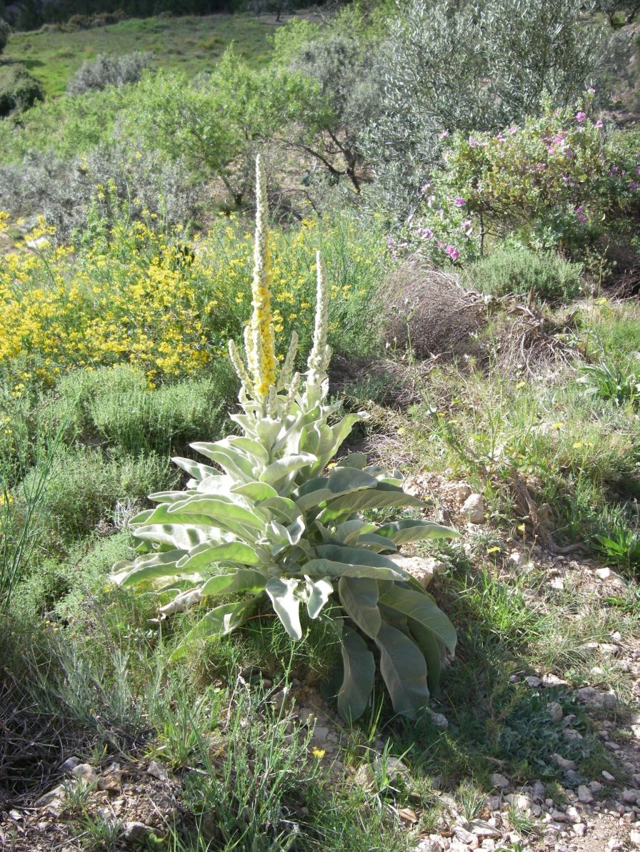 2008-04-04-048-Verbascum