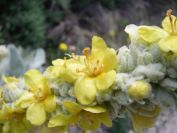 2008-04-04-049-Verbascum