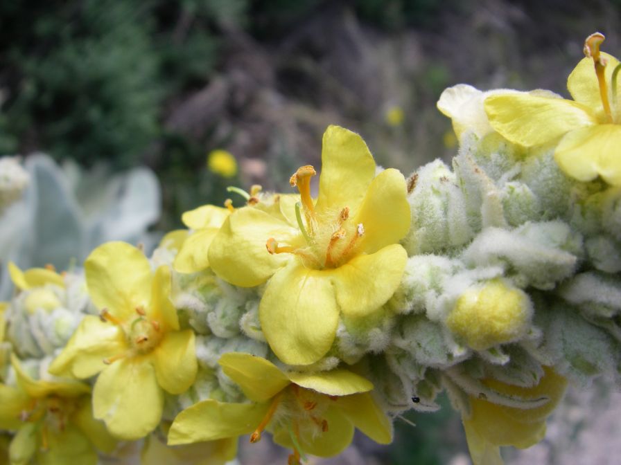2008-04-04-049-Verbascum