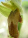 2008-04-04-052-Orchid