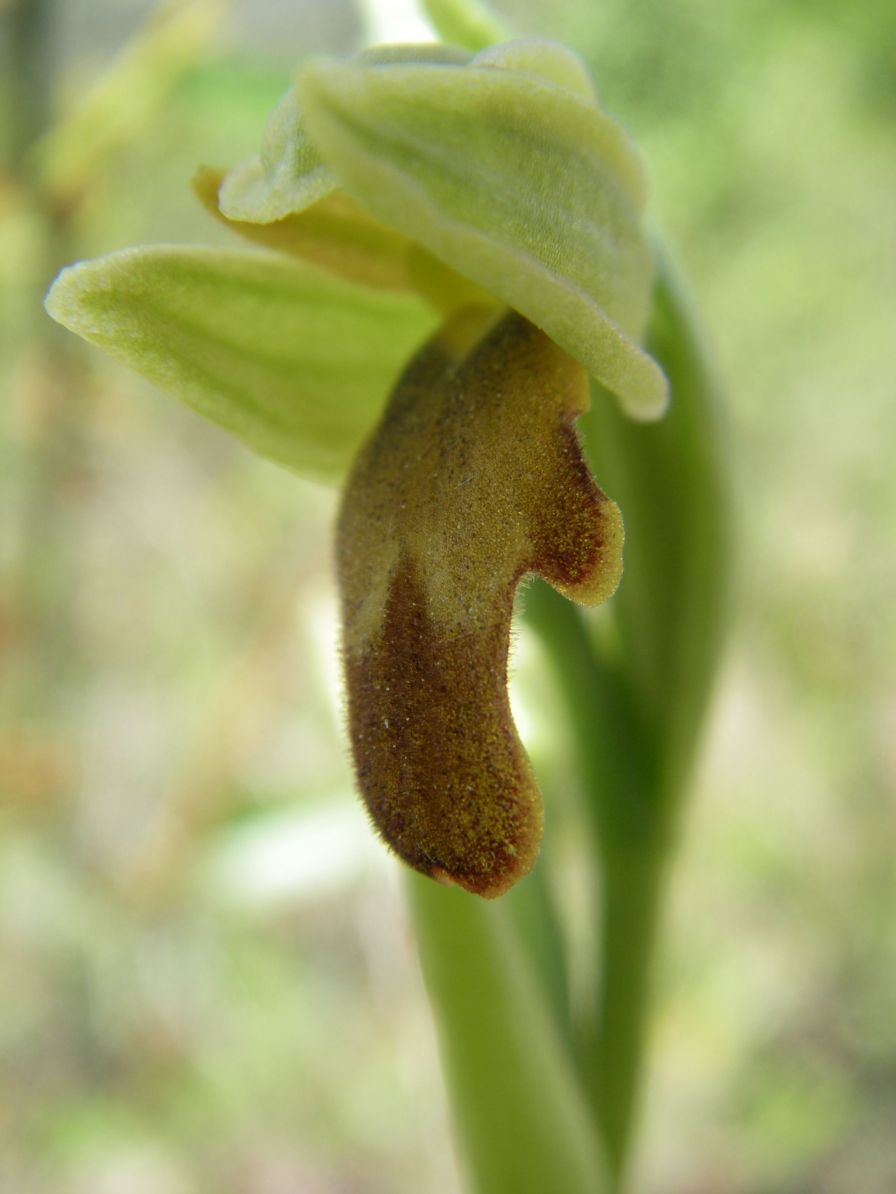 2008-04-04-054-Orchid