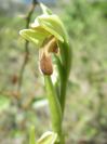 2008-04-04-055-Orchid
