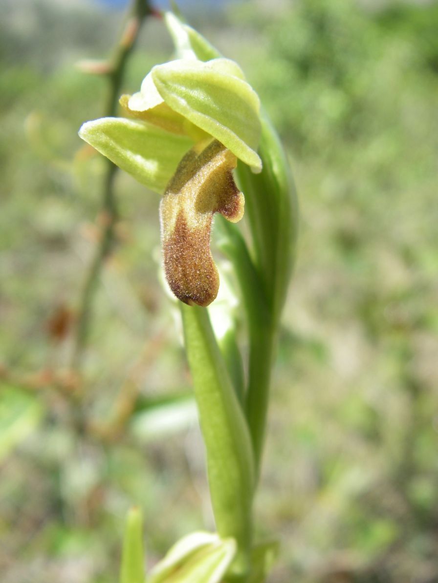 2008-04-04-055-Orchid