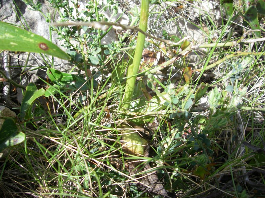 2008-04-04-056-Orchid-leaves