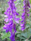 2008-04-04-057-Vicia-cracca-Vetch