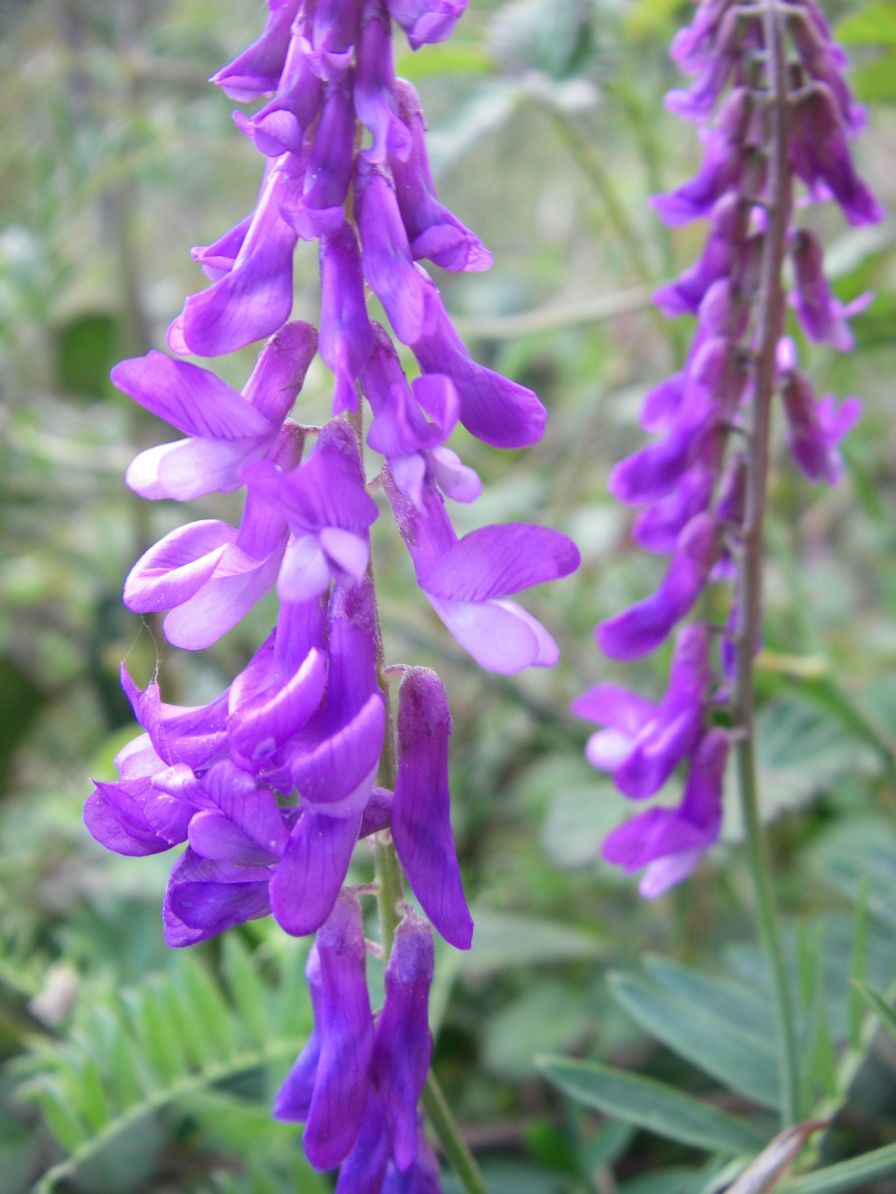 2008-04-04-057-Vicia-cracca-Vetch