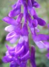 2008-04-04-058-Vicia-cracca-Vetch