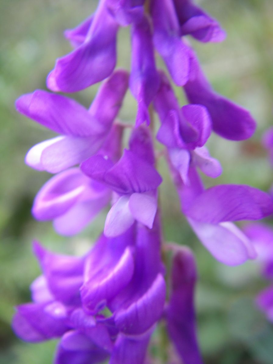 2008-04-04-058-Vicia-cracca-Vetch