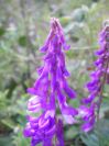 2008-04-04-059-Vicia-cracca-Vetch