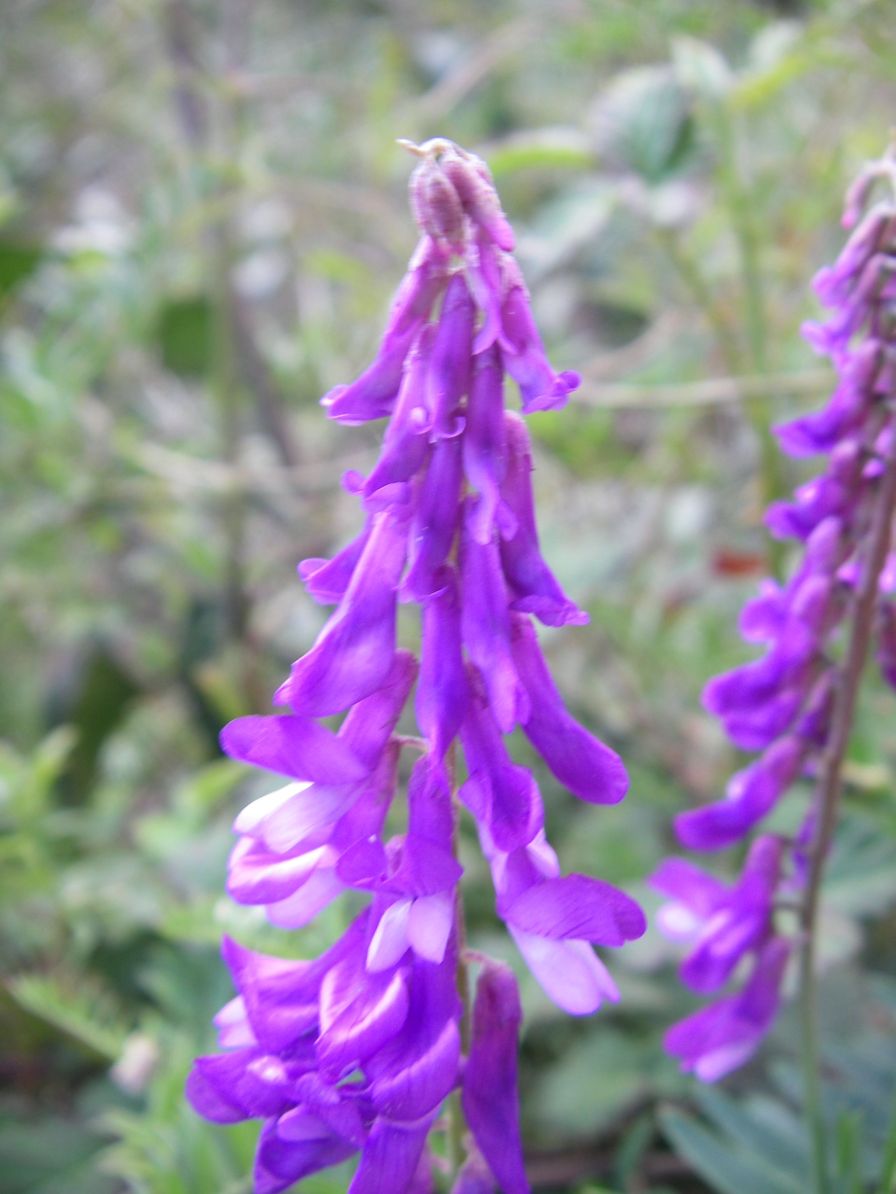 2008-04-04-059-Vicia-cracca-Vetch