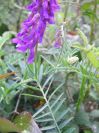 2008-04-04-060-Vicia-cracca-Vetch-leaves