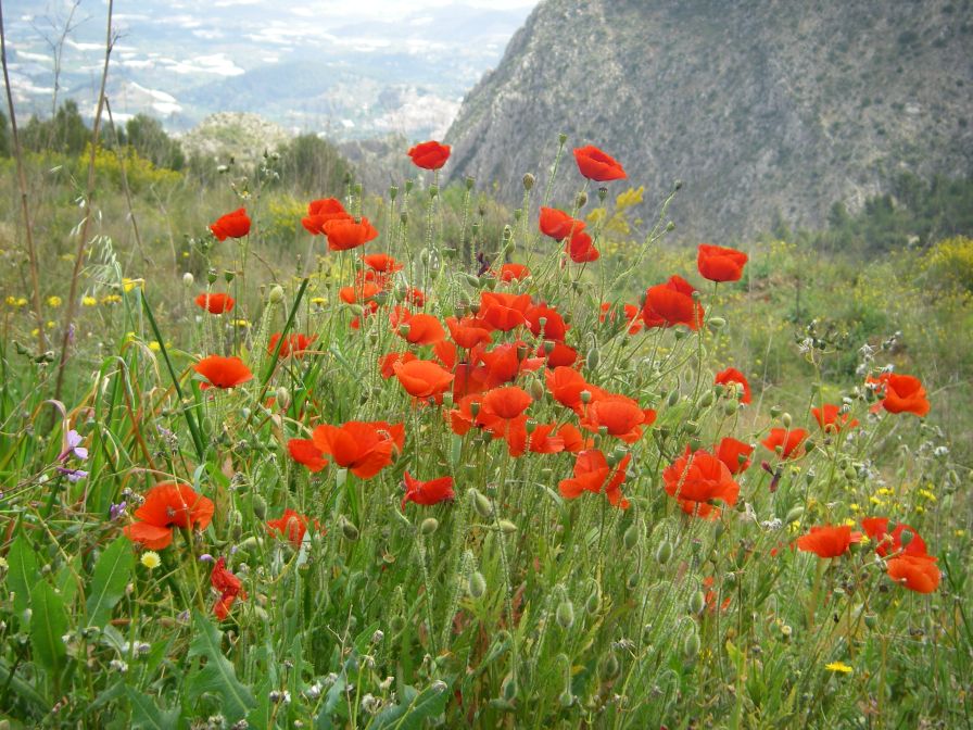 2008-04-04-062-Poppies